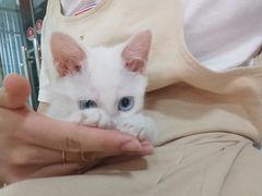 -瑞派福兴宠物医院犬猫全科·骨科·中西医结合(河东店)