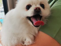 -瑞派宠物医院·犬猫全科·猫友好(宾水西道店)