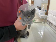 -美联众合动物医院·24h京西诊疗中心