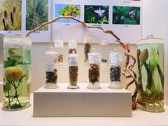 -广东中医药博物馆
