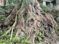 -南山植物园
