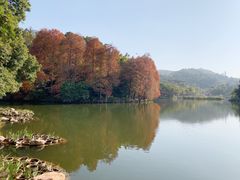 -深圳仙湖植物园