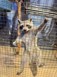 -酷嗒动物文化乐园(cutezoo西溪乐天城店)