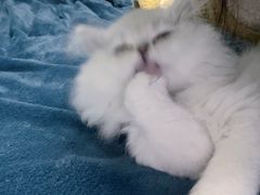 -柚子猫舍·精品猫舍购猫·猫咪认养·购宠·宠物店