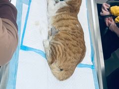 -关爱动物医院·心脏·中兽医·异宠(金牛路分院)