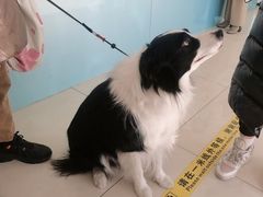 -北京观赏动物医院·24小时大型综合·猫专科·异宠专科
