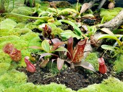 -国家植物园南园