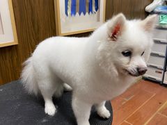 -鑫艺宠物美容培训学校