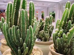-KKV(东莞海德汇一城店)