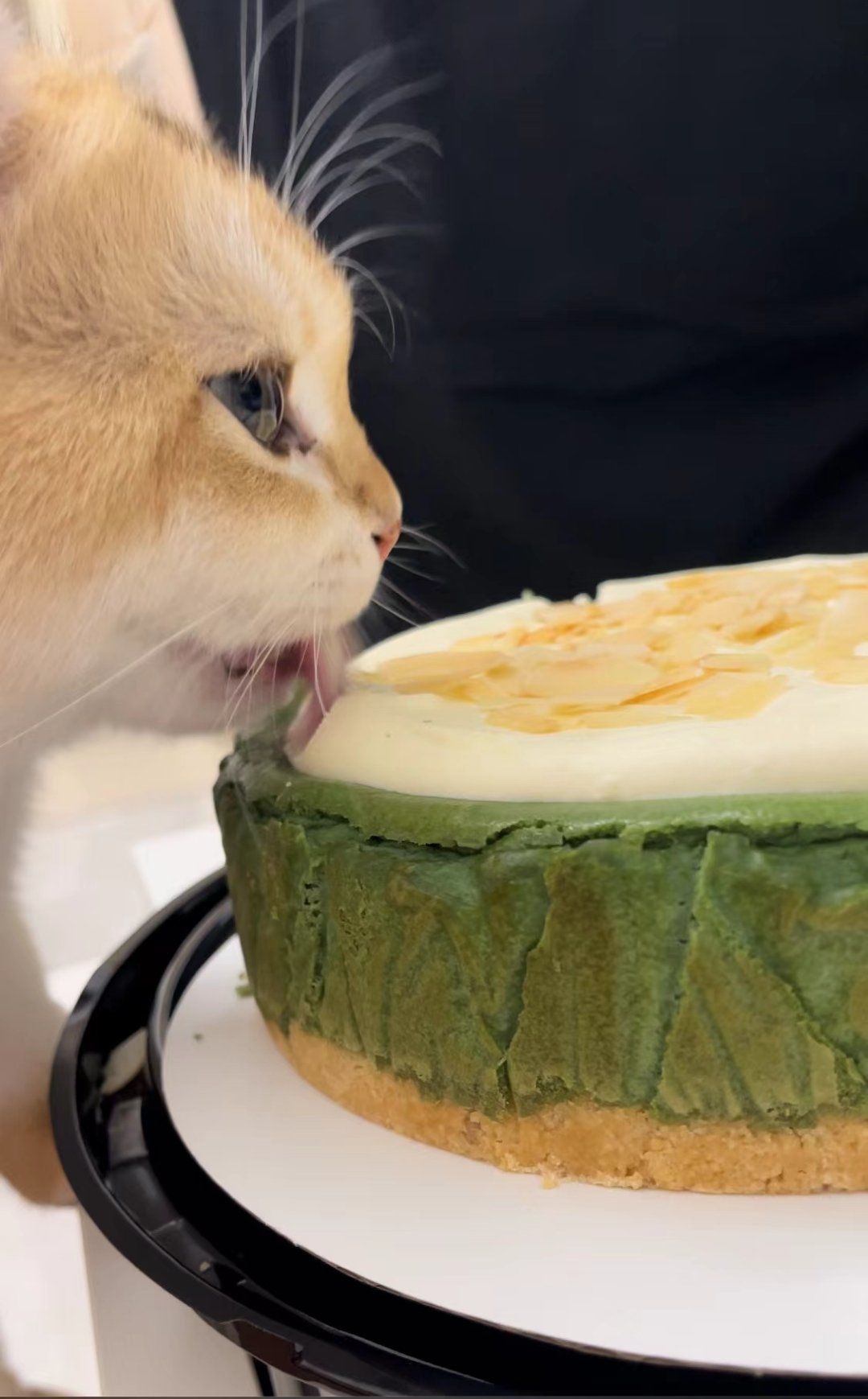 小馋猫