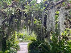 -深圳仙湖植物园