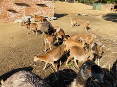 -常州淹城野生动物世界
