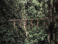 -西双版纳原始森林公园