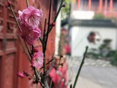 -檀园