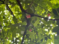 -东山雕花楼