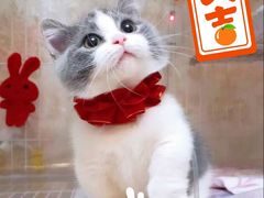 -70cat德文卷毛猫·缅因猫纯种猫舍