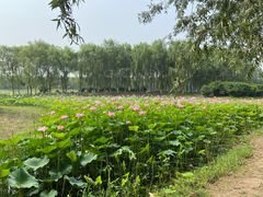-东郊湿地公园