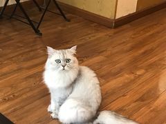 -猫友咖啡店(玉林西路店)
