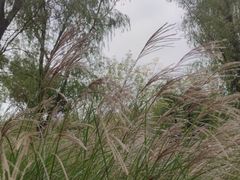 -昆山城市生态森林公园