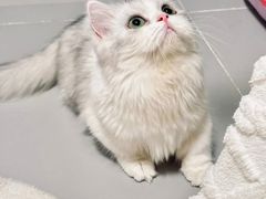 -Bastet sally猫舍购宠(静安店)