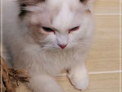 -momokira米努特·德文卷毛猫·棉花面纱犬