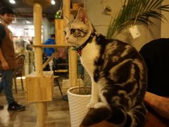 -共舞时光猫咖·狗咖(新街口店)