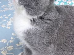 -猫大福·Fortune Cat猫舍(百子湾店)