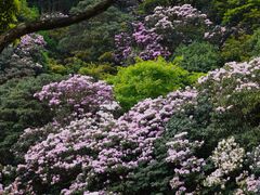 -梧桐山风景名胜区