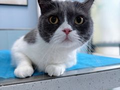 -纳吉亚猫专科动物诊疗中心(蒋宅口分院)