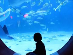 -烟台海昌鲸鲨海洋公园