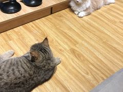 -啵啵喵·猫咖(攀华国际店)