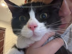 -萌兽医馆·宠物医院·猫骨科(创景店)