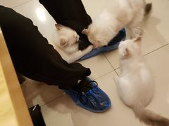 -猫咪咖啡店(新城大街店)