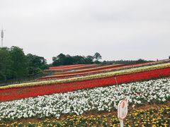 -大塘金香草谷