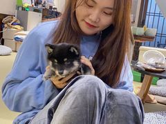 -逗柴咖啡屋·狗咖猫咖宠物桌游