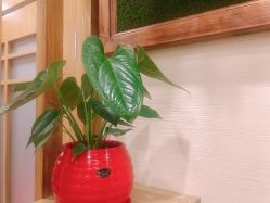 -芳朵美容养生SPA