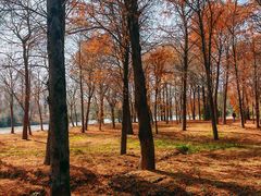 -上海海湾国家森林公园