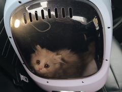 -欣宠猫屋·矮脚拿破仑·蓝金金渐层