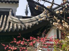 -红梅公园