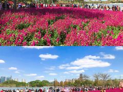 -顺峰山公园