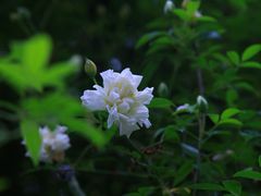 -杭州植物园