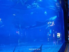 -烟台海昌鲸鲨海洋公园