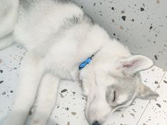 -Husky Go!哈士奇体验馆·宠物咖啡厅狗咖