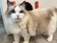 -楼上猫咖(罗湖店)