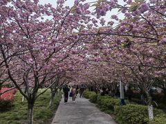-高东镇樱花园