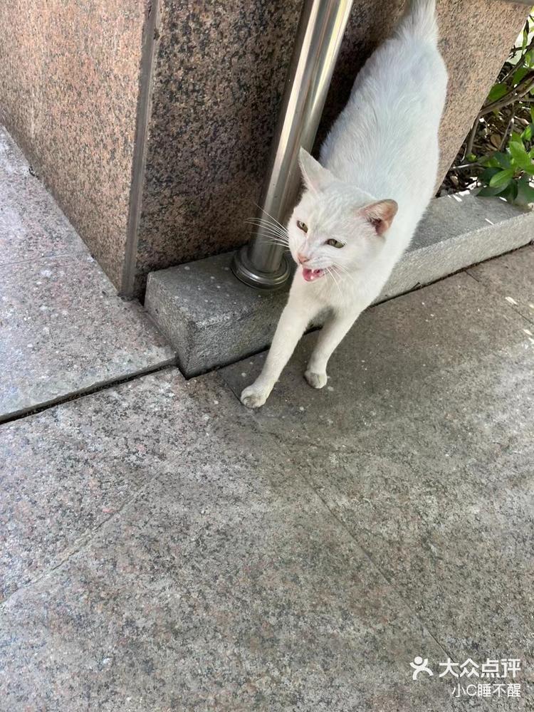 小区里的大长腿白猫和齐刘海三花