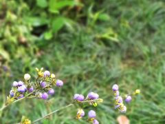 -中国科学院华南植物园