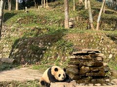 -中国大熊猫保护研究中心雅安碧峰峡基地