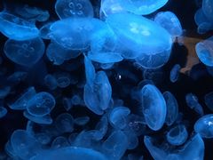 -悉尼海洋生物水族馆
