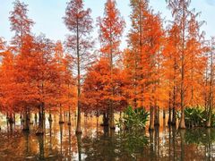 -白鹭湾湿地公园